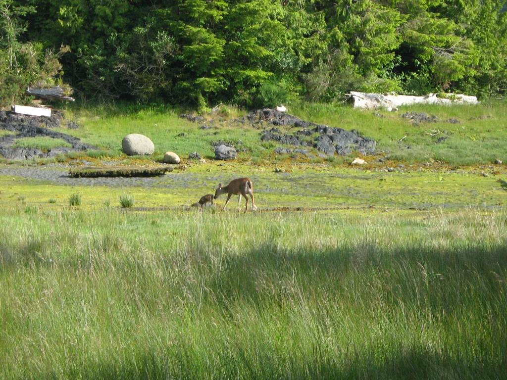 Waters Edge Shoreside Suites Ucluelet Exteriör bild